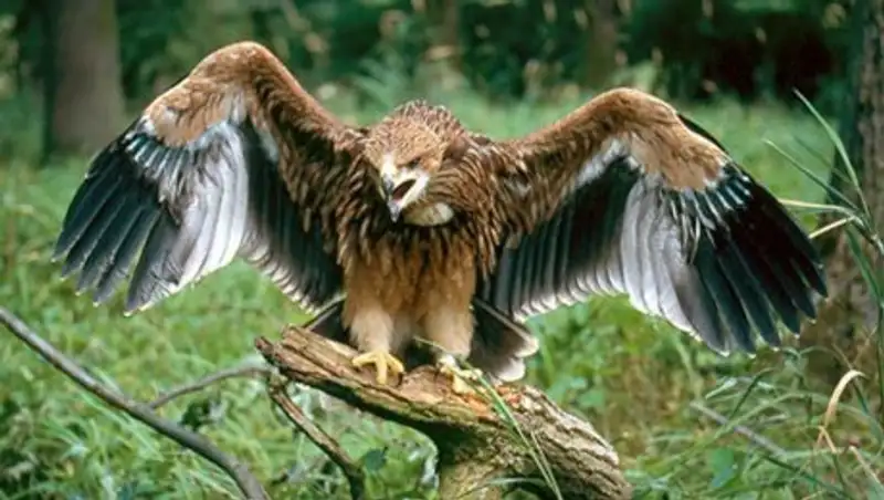 Жительница ВКО спасла краснокнижную птицу и подарила зоопарку Алматы