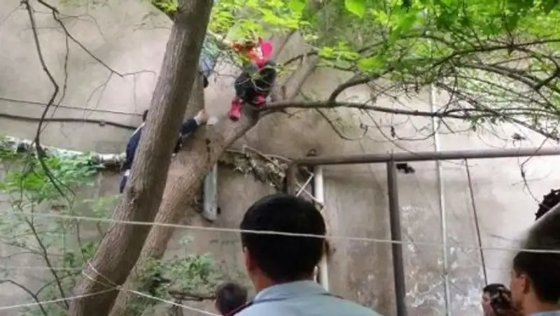 В Шымкенте женщина угрожала спрыгнуть с высокого дерева