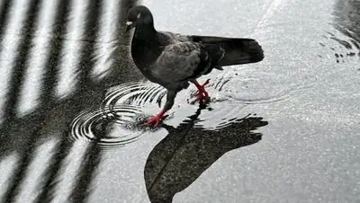 AFP 2018 / ROSLAN RAHMAN, фото - Новости Zakon.kz от 27.07.2018 09:30