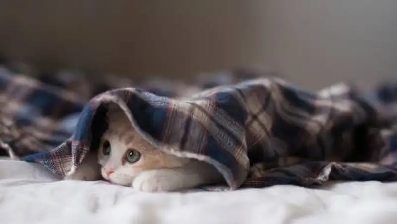 Новоселы Петропавловска о жилье по госпрограмме: Промерзшие стены и снег с потолка