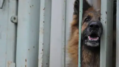 Zakon.kz, фото - Новости Zakon.kz от 13.01.2017 18:31