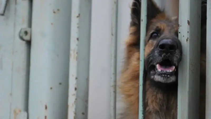 В Акмолинской области жена наркодельца натравила на полицейских собаку