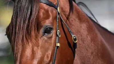 Zakon.kz, фото - Новости Zakon.kz от 02.11.2017 14:30