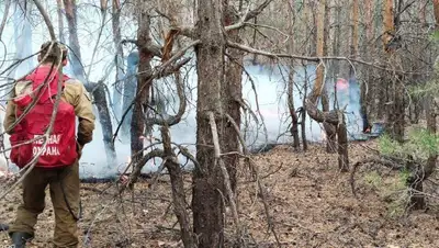 В Костанайской области восстанавливают лес, фото - Новости Zakon.kz от 07.10.2022 08:10