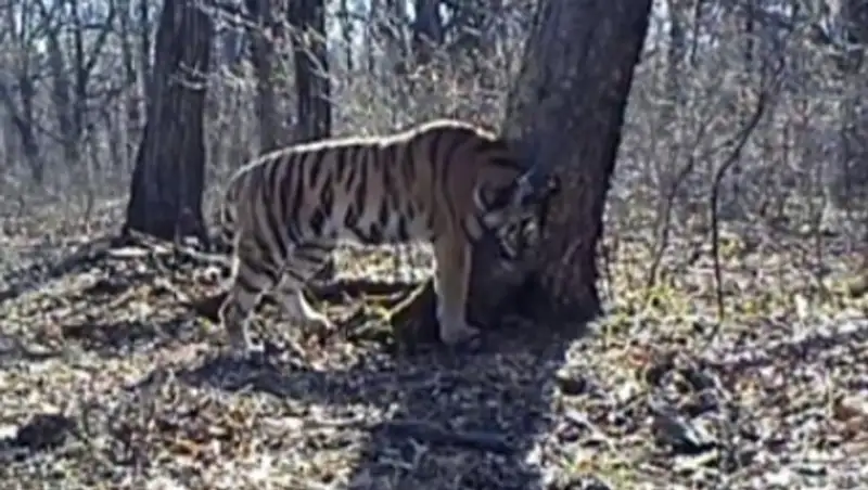 Путинская тигрица приступила к поискам жениха