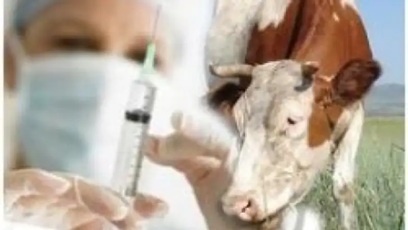 Для вакцинации скота против сибирской язвы в поселке «Еркіндік» выделено 3 тыс.доз 