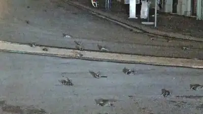 Twitter, фото - Новости Zakon.kz от 02.01.2021 16:45