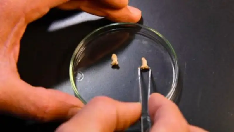 В Польше нашли останки первобытного ребёнка, съеденного хищной птицей