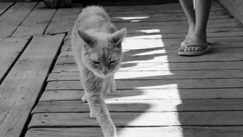 В возрасте 20 лет умер знаменитый кот-мэр с Аляски