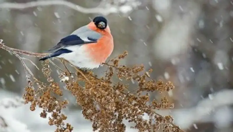 В День Независимости во всем Казахстане ожидаются осадки