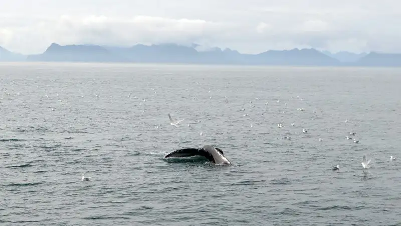 Видео с гигантской белугой поразило пользователей Казнета
