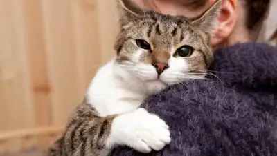 OIR.mobi, фото - Новости Zakon.kz от 27.01.2021 01:30