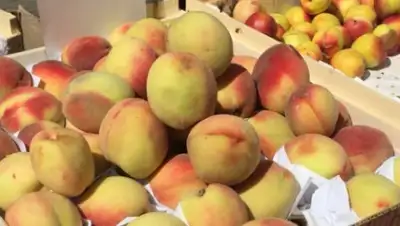 1743.ru, фото - Новости Zakon.kz от 16.08.2020 12:33