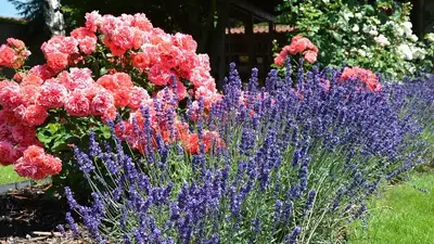 Жительницу Рудного оштрафовали за палисадник у дома , фото - Новости Zakon.kz от 08.10.2023 05:23