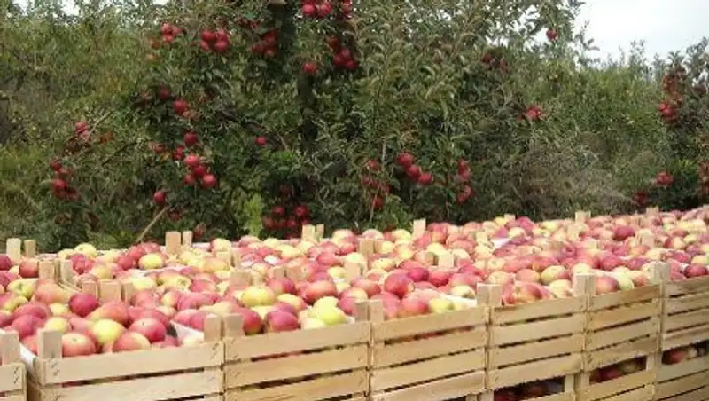 Задержан мошенник, обманувший жителя Алматинской области на 15 тонн яблок