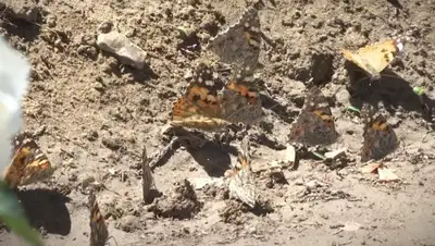 кадр из видео, фото - Новости Zakon.kz от 23.05.2019 07:31