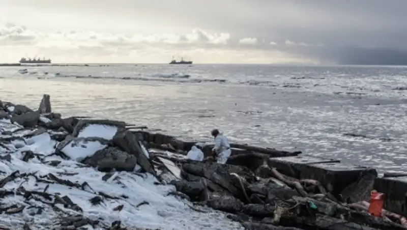 Пострадавших из-за разлива мазута с танкера "Надежда" птиц эвакуируют