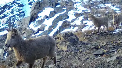 горные козлы Чарынский каньон, фото - Новости Zakon.kz от 11.01.2023 13:56