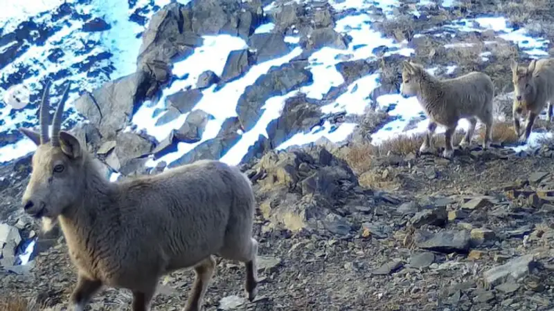 Горные козлы с детенышами попали на камеру в Чарынском каньоне