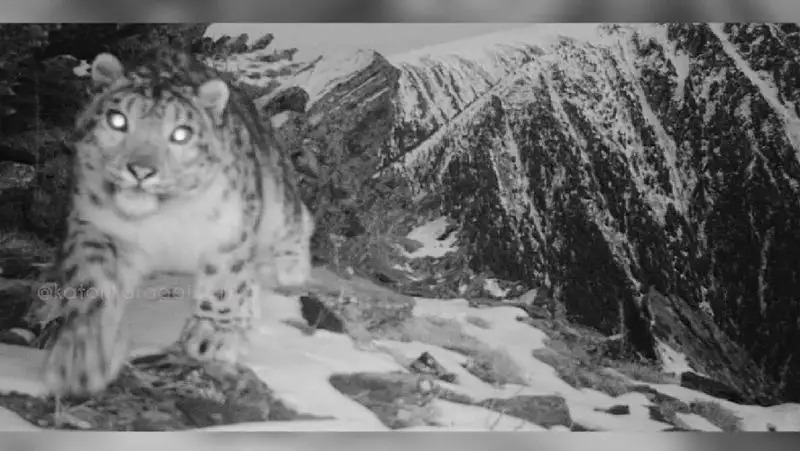 «Передавал привет»: снежного барса засняли в горах ВКО