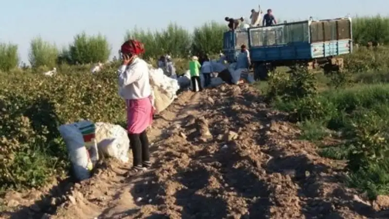В Узбекистане будут наказывать за принуждение к сбору хлопка