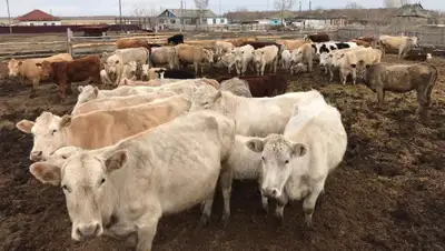 zakon.kz., фото - Новости Zakon.kz от 06.05.2020 09:00