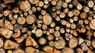 В Казахстане снова продлял запрет на вывоз отдельных видов лесоматериалов