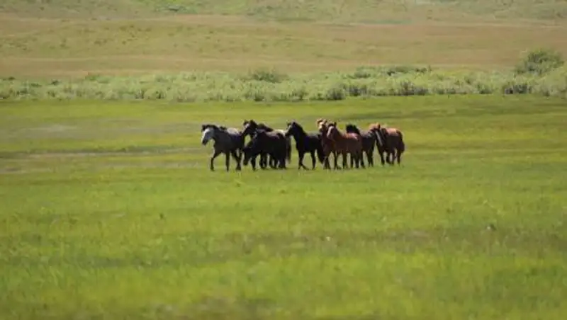 Пастбища в Туркестанской области застроены зонами отдыха