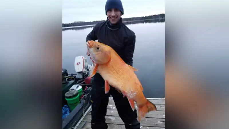 Рыбу-мутанта поймали в США