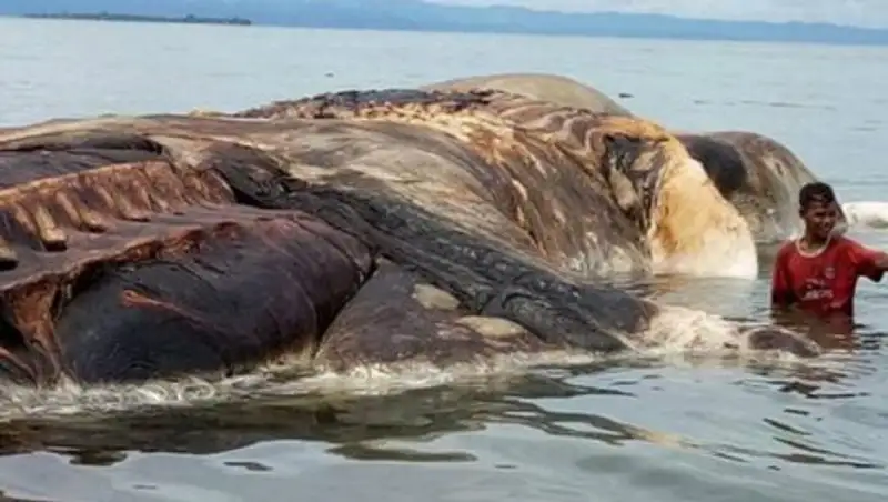 В Индонезии на берег вынесло тушу гигантского существа
