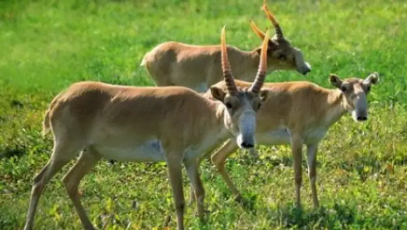 Зарубежные ученые не смогли объяснить причины вспышки пастереллеза у сайгаков