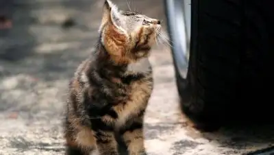 nashbryansk.ru, фото - Новости Zakon.kz от 16.04.2021 14:42