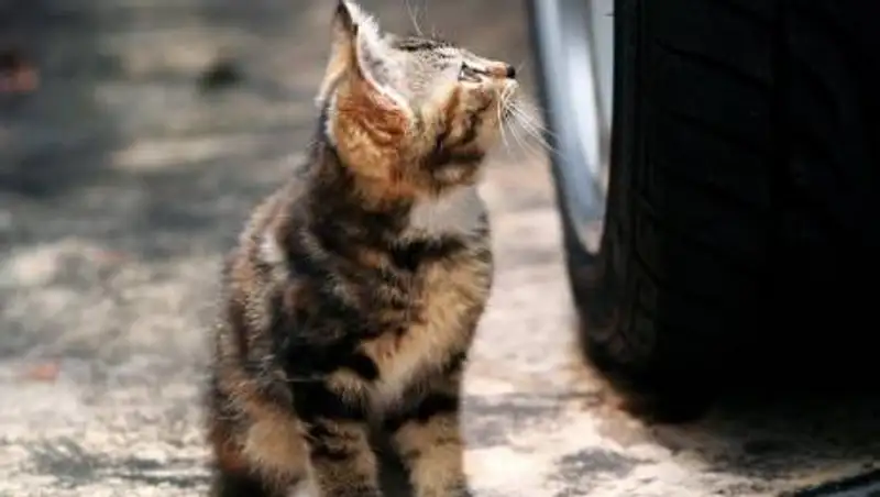 Водитель намеренно переехал котенка в Павлодаре, но его не накажут
