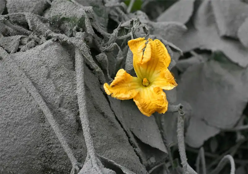 Вулканическая зима на Суматре - последствие извержения вулкана Синабунг Вулканическая зима на Суматре - последствие извержения вулкана Синабунг, фото - Новости Zakon.kz от 26.11.2013 18:18