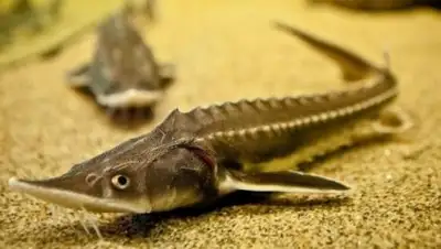 Zakon.kz, фото - Новости Zakon.kz от 21.06.2016 22:47