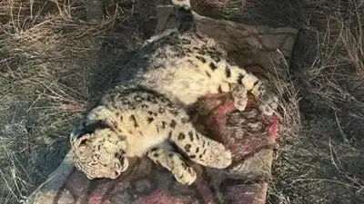Фото усыпленного снежного барса прокомментировали в полиции, фото - Новости Zakon.kz от 07.03.2023 08:34