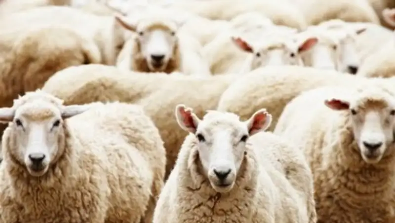 Почти 500 голов домашнего скота погибло из-за резкого похолодания в Павлодарской области