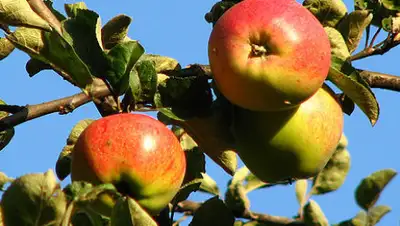 Викепедия, фото - Новости Zakon.kz от 17.10.2019 09:40