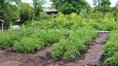 полив огорода, фото - Новости Zakon.kz от 02.08.2023 23:02