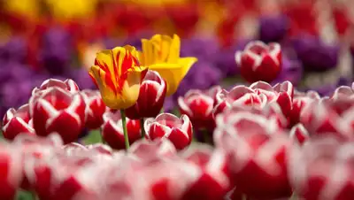 moybiznes.org, фото - Новости Zakon.kz от 07.03.2020 15:21