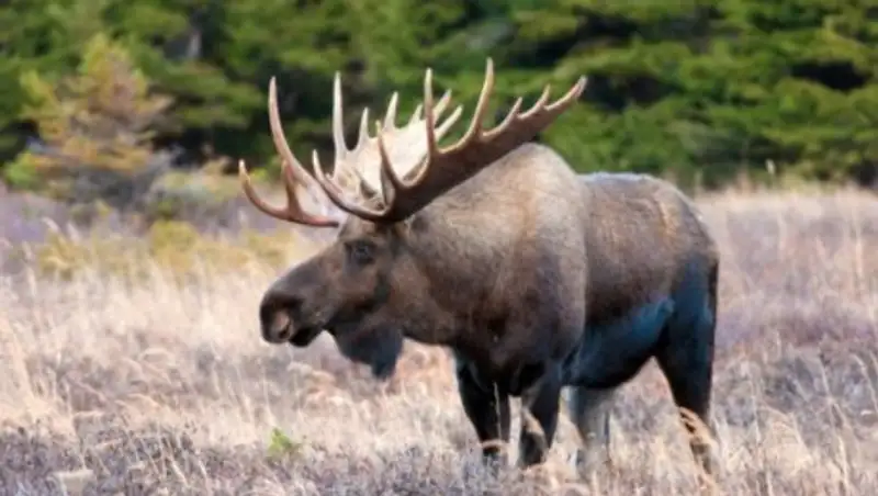 В Удмуртии железнодорожники едва не полакомились сбитым лосем