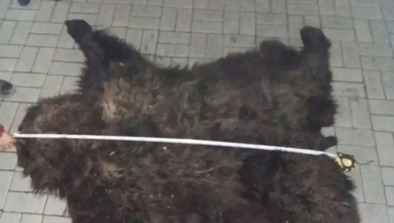 Житель Алматинской области подозревается в незаконном отстреле молодого медведя