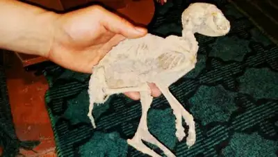 inform.kz , фото - Новости Zakon.kz от 07.04.2018 15:28