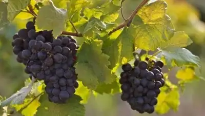 Zakon.kz, фото - Новости Zakon.kz от 10.10.2016 19:08