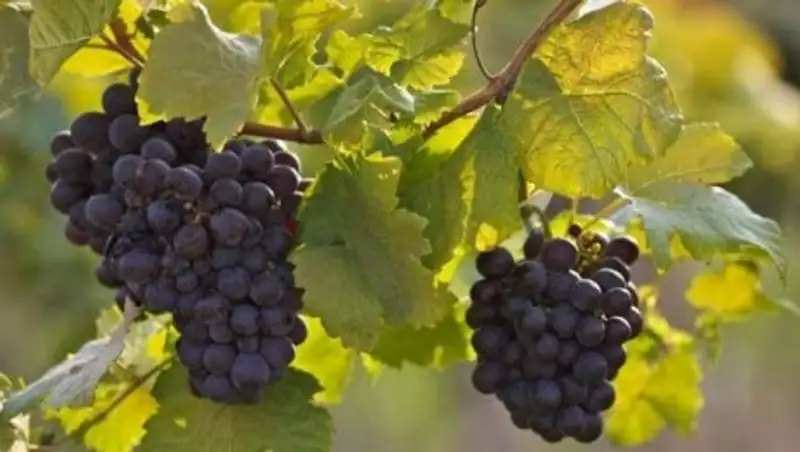 В Сарыагаше собрано более 13 тысяч тонн винограда
