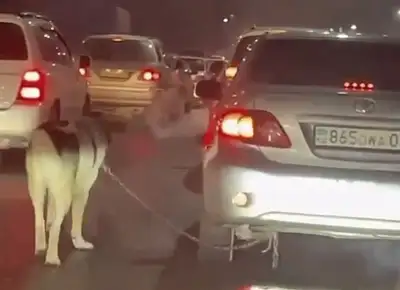 водителя собаки оштрафовали, фото - Новости Zakon.kz от 08.12.2022 17:12