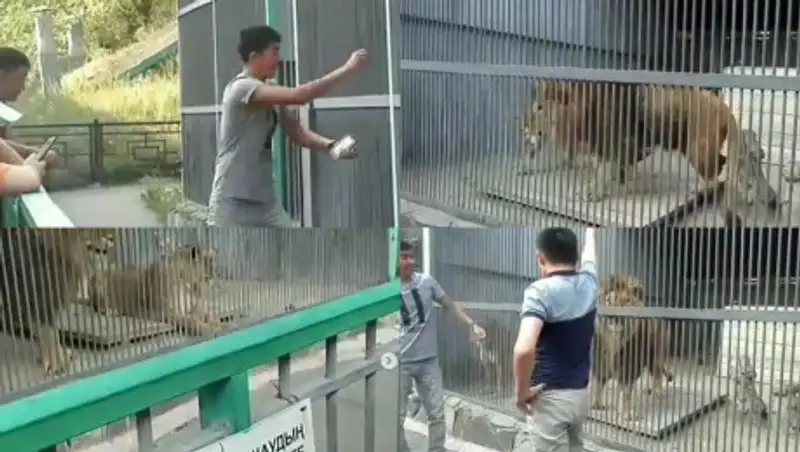 Посетители карагандинского зоопарка закидали львов камнями