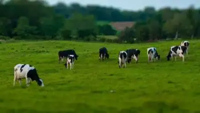 agroxxi.ru, фото - Новости Zakon.kz от 19.06.2021 10:45