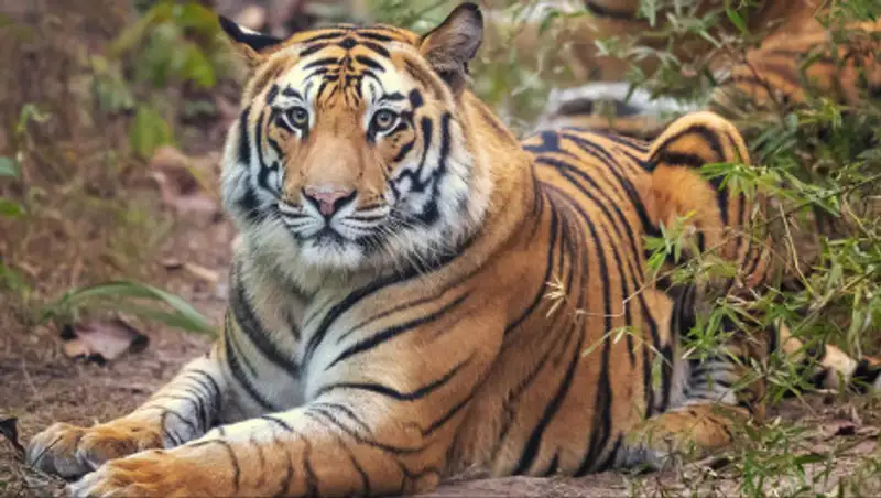 Как выявили коронавирус у тигрицы в зоопарке Нью-Йорка