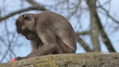 Обезъяны сбежали после ДТП, США, фото - Новости Zakon.kz от 22.01.2022 20:43